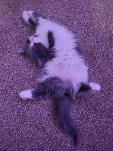 kitten looks like she is breakdancing on the floor.