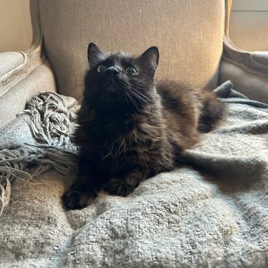 a fluffy black cat sitting on a blanket.