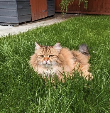 a very fluffy orange cat lying in grass.