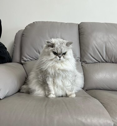 a light gray fluffy cat sitting on a light gray leather couch.