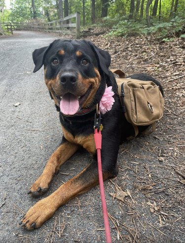 Happy rottweiler wearing a pink flower and brown backpack in the woods.