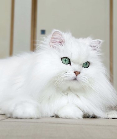 a photo of a fluffy white cat with green eyes.