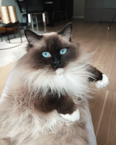 a photo of a very fluffy cat with bright blue eyes.