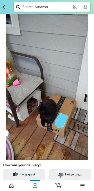 cat sits on Amazon box delivered on porch.