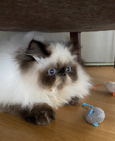 a fluffy gray and white cat with two mouse toys.