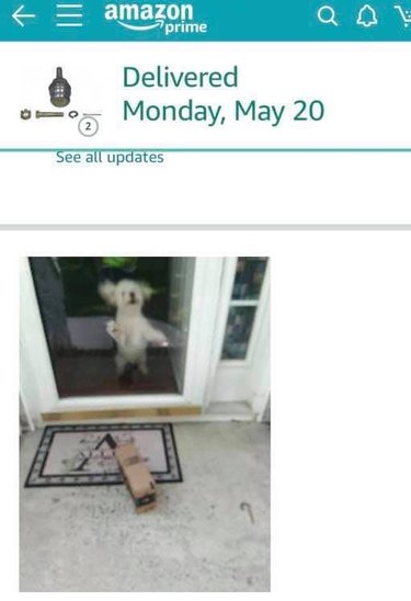 small dog barking at delivery.