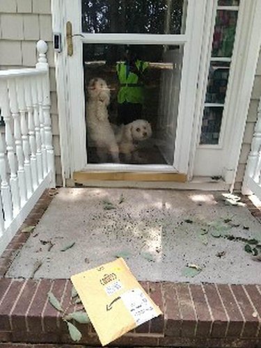 dog barking at delivery.