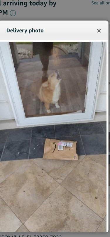 corgi barks at package delivery.