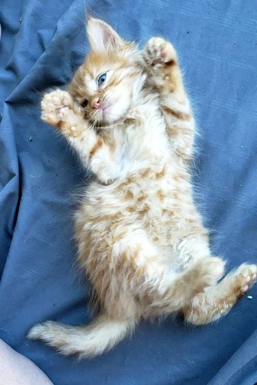 kitten throwing paws in the air.