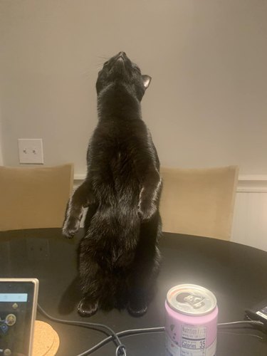 cat standing on hind legs with their head looking up while on a tabletop.