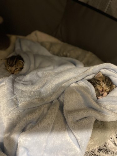 Identical kittens sharing a light blue fleece blanket