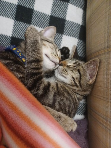 Two kittens sleep under a blanket with their arms wrapped around each other