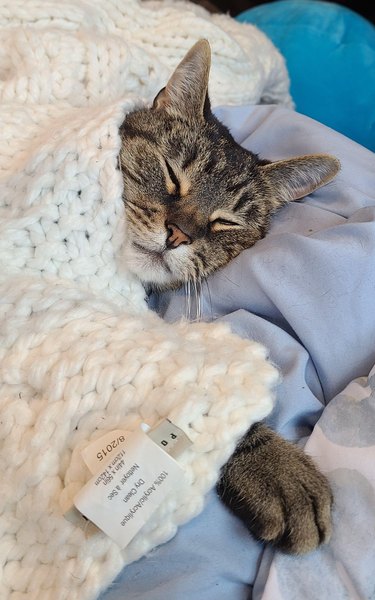 Cat sleeps under white knit blanket with only face and one paw exposed.