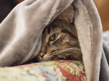 Cat covered entirely by gray blanket except for half of face