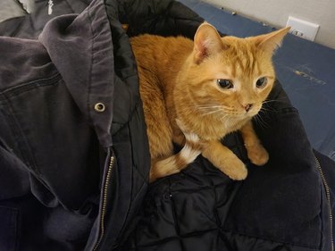 Ginger cat laying on top of and partially inside a winter coat