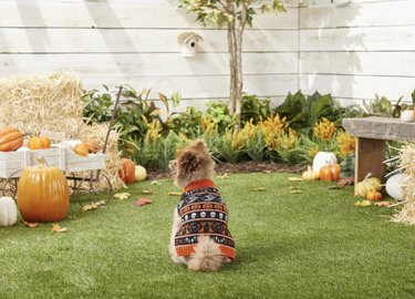 Pomeranian in a pumpkn patch wearing a knit sweater with cats, pumpkins, skulls, ghosts and the phrase "Eek!" on it in rows.