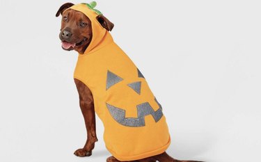 Brown dog wearing a pumpkin hoodie with a reflective jack-o'-lantern face and a hood with a green stem on it.