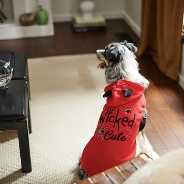 Red hoodie for dogs with black devil horns on the hood. The back says 'Wicked Cute' with spiderweb motifs around the lettering.