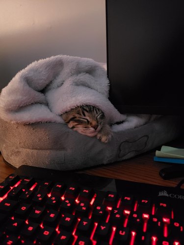 Kitten sleeps in a cat bed under a blanket next to a computer monitor and glowing red LED keyboard
