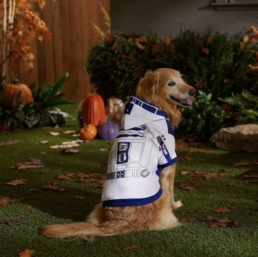 Golden retriever wearing a white sweatshirt with blue and black details to make it look like R2-D2.