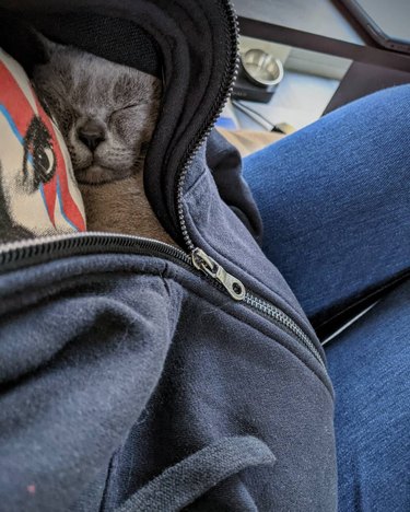 Gray cat sleeps inside someone's partially unzipped hoodie