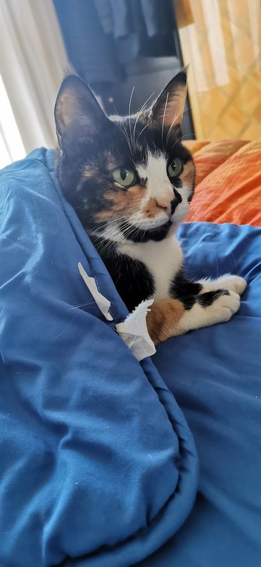Calico cat partially tucked under blue blanket