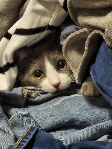 Cat peers out from pile of clothes