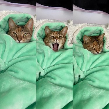 Photo progression of a cat swaddled in a green blanket yawns and falls asleep.
