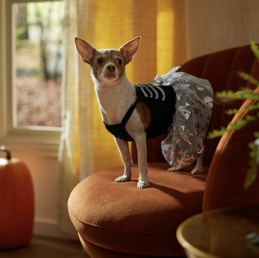 Chihuahua wearing a dress with a black top featuring a skeleton-like design and a metalic tulle skirt with a bow and a skull and cross bone pattern.