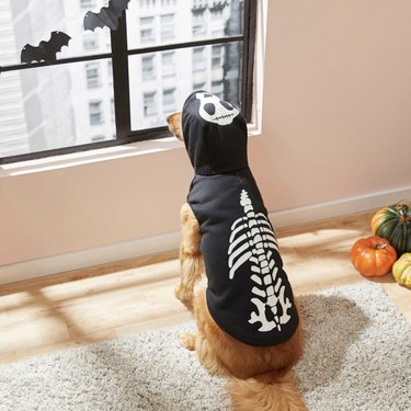 Golden retriever wearing a black hoodie with a glow-in-the-dark bone design on it and the hood up. The hood has a skull on it as well.