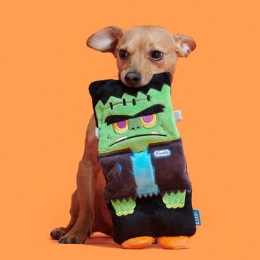 Chihuahua against an orange background with the Cranky Franky toy, which is flat and long with lots of squeakers and crinkle material.