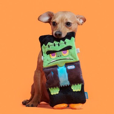 5 Fun Suction-Cup Dog Toys to Keep Canines Busy - Vetstreet