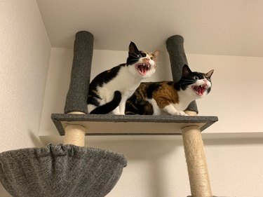 cats protest vacuum cleaner