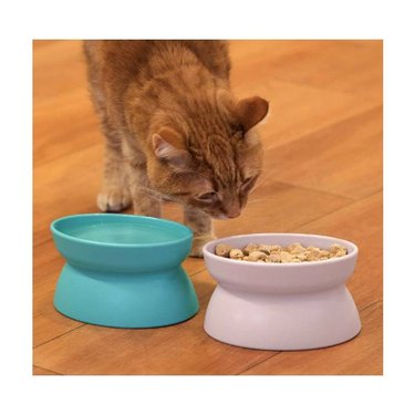 An orange cat looking at a pink and blue set of Kitty City Raised Cat Food Bowl and water dishes