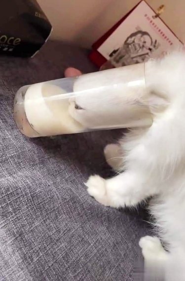 white cat sticks head into glass to drink milk