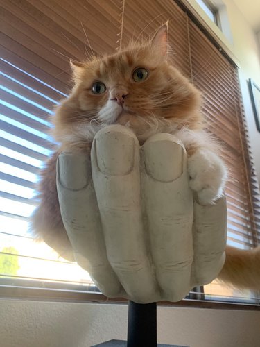 cat sits in thrifted sculpture of human hand