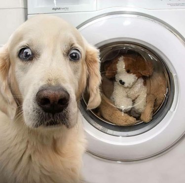 dog shocked to see stuffed animal in washer