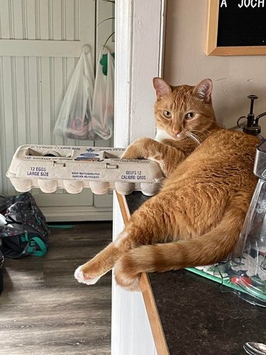 cat threatens to push eggs off countertop