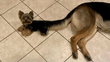 dog appears to have smaller dog for tail