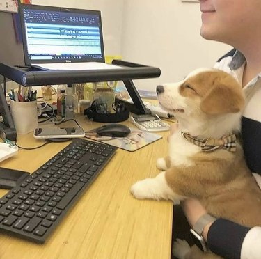 A smiling puppy sits in their pet parent's lap at an office desk with a computer.