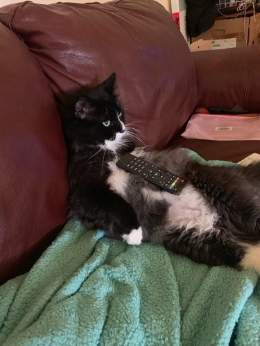 Cat slumped on sofa with remote control on its stomach