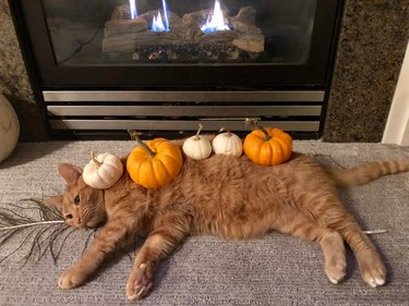 Cat covered in decorative gourds laying in front of fireplace