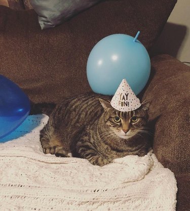 Cat wearing birthday hat