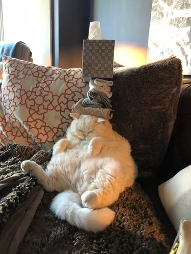 Cat sleeping with pile of hand towels and box of tissues balanced on its head