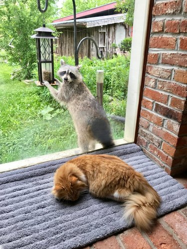 Cat sleeping in front of window while raccoon eats from bird feeder directly behind it