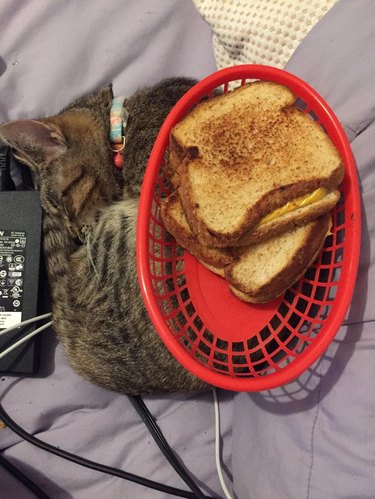 Cat curled up next to laptop charger with basket of grilled cheese sandwiches on its back