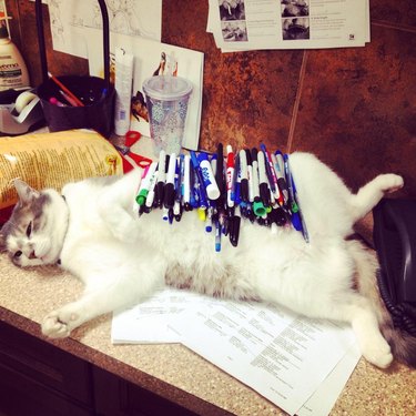 Cat laying on desk with 99 pens piled on her stomach