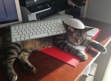 Cat sleeping on desk with keyboard on body and mouse on head