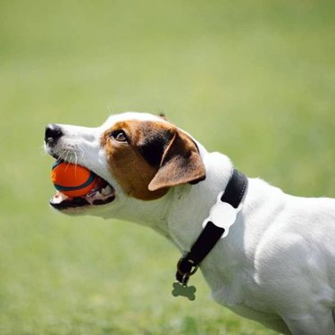 A brown and white dog with a ball in their mouth wearing a collar with a Kabuer Air Tag Holder Case