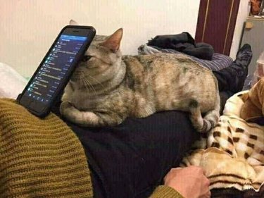 Cat being used as phone rest for person who the cat is laying on